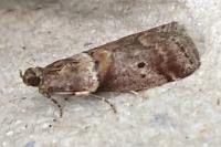 Acrobasis consociella