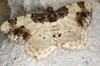 Ligdia adustata