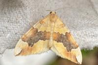 Cidaria fulvata