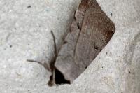 Lygephila craccae
