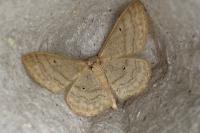 Idaea deversaria