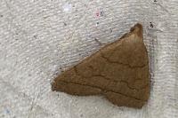 Herminia tarsipennalis