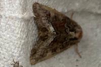 Oligia