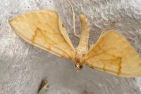 Gandaritis pyraliata