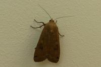 Noctua pronuba