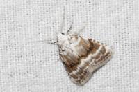 Meganola albula
