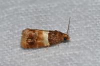 Epinotia festivana
