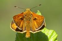 Ochlodes sylvanus
