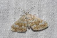 Perizoma flavofasciata