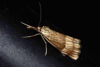 Chrysocrambus linetella