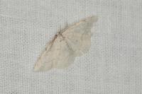 Stegania trimaculata