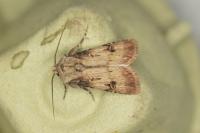Agrotis puta