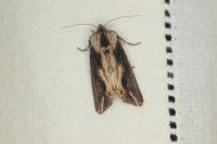 Egira conspicillaris