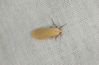 Wittia sororcula