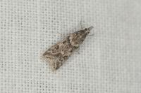 Eudonia angustea