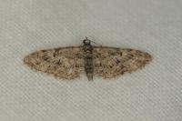 Eupithecia dodoneata