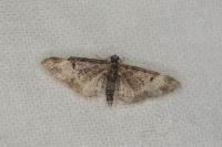Eupithecia irriguata