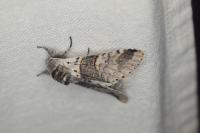 Furcula bifida