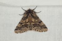 Lycia hirtaria