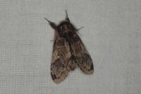 Notodonta tritophus