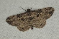 Peribatodes rhomboidaria