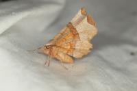 Selenia lunularia