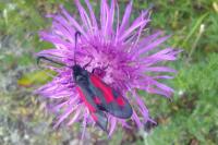 Zygaena sarpedon