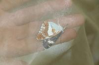 Limenitis camilla