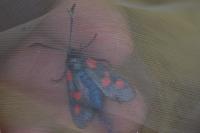 Zygaena trifolii