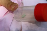 Tortrix viridana