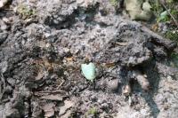 Tortrix viridana