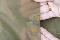 Maniola jurtina