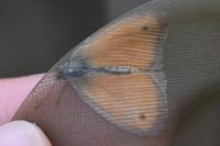 Coenonympha pamphilus