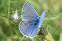 Polyommatus icarus