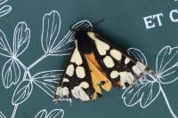 Arctia villica