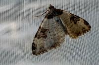 Xanthorhoe fluctuata