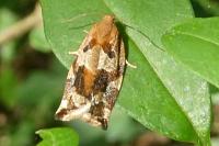 Archips xylosteana