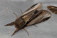 Pheosia tremula
