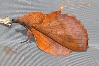 Gastropacha quercifolia