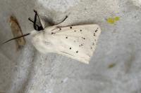 Spilosoma lubricipeda
