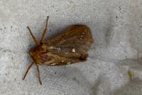 Korscheltellus lupulinus