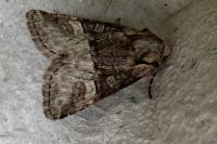 Brachylomia viminalis