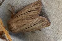 Mythimna pudorina