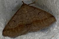 Zanclognatha lunalis