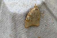 Aleimma loeflingiana