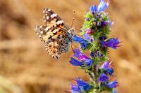 Vanessa cardui