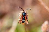 Pyropteron chrysidiforme
