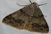 Pseudoterpna coronillaria