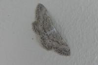 Idaea seriata
