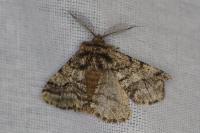 Lycia hirtaria